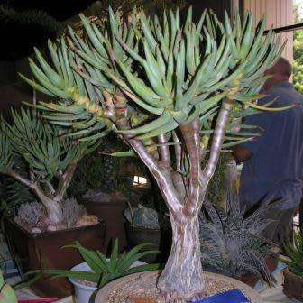 Aloe ramosissima - Maiden's Quiver Tree - 5 Seed Pack - Indigenous Succulent - Global Shipping, NEW