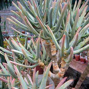 Aloe ramosissima - Maiden's Quiver Tree - 5 Seed Pack - Indigenous Succulent - Global Shipping, NEW