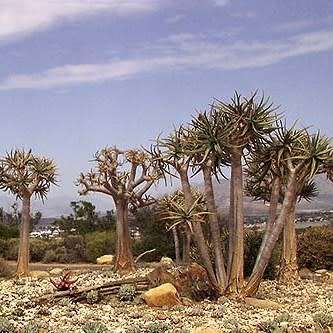 Aloe ramosissima - Maiden's Quiver Tree - 5 Seed Pack - Indigenous Succulent - Global Shipping, NEW