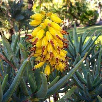 Aloe ramosissima - Maiden's Quiver Tree - 5 Seed Pack - Indigenous Succulent - Global Shipping, NEW
