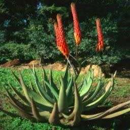 Aloe reitzii Seeds - Reitz' Aloe - Indigenous Succulent - Worldwide Shipping, NEW