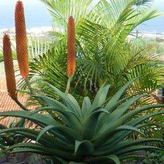 Aloe reitzii Seeds - Reitz' Aloe - Indigenous Succulent - Worldwide Shipping, NEW