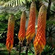 Aloe reitzii Seeds - Reitz' Aloe - Indigenous Succulent - Worldwide Shipping, NEW