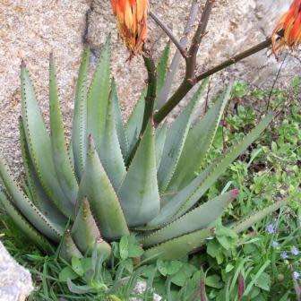 Aloe reitzii Seeds - Reitz' Aloe - Indigenous Succulent - Worldwide Shipping, NEW