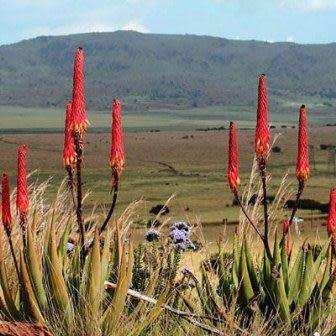 Aloe reitzii Seeds - Reitz' Aloe - Indigenous Succulent - Worldwide Shipping, NEW