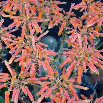 Aloe striata - Coral Aloe - 2 Seed Pack - Indigenous Succulent - Worldwide Shipping, NEW