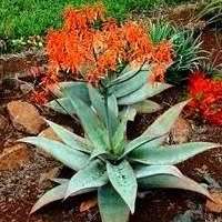 Aloe striata - Coral Aloe - 2 Seed Pack - Indigenous Succulent - Worldwide Shipping, NEW