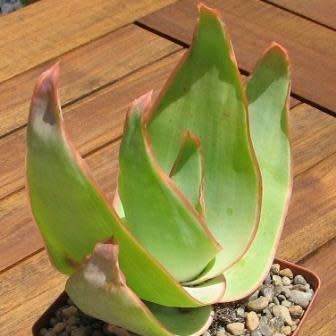 Aloe striata - Coral Aloe - 2 Seed Pack - Indigenous Succulent - Worldwide Shipping, NEW