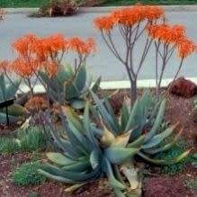 Aloe striata - Coral Aloe - 2 Seed Pack - Indigenous Succulent - Worldwide Shipping, NEW