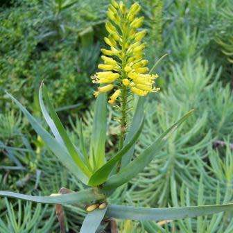 Aloiampelos tenuior  Aloe tenuoir - 5 Seeds - Indigenous Succulent Shrub +FREE SEEDS WITH ALL ORDERS
