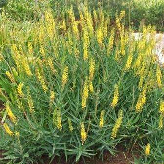 Aloiampelos tenuior  Aloe tenuoir - 5 Seeds - Indigenous Succulent Shrub +FREE SEEDS WITH ALL ORDERS