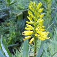 Aloiampelos tenuior  Aloe tenuoir - 5 Seeds - Indigenous Succulent Shrub +FREE SEEDS WITH ALL ORDERS