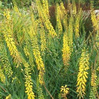 Aloiampelos tenuior  Aloe tenuoir - 5 Seeds - Indigenous Succulent Shrub +FREE SEEDS WITH ALL ORDERS