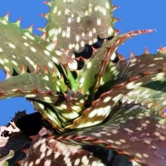 Aloe transvaalensis Seeds - Indigenous Succulent + FREE SEEDS WITH ALL ORDERS - NEW