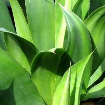 Aloe umfoloziensis - 5 Seed Pack - Indigenous South African Succulent - NEW