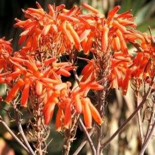 Aloe umfoloziensis - 5 Seed Pack - Indigenous South African Succulent - NEW