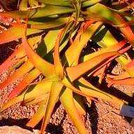 Aloe vanbalenii - Van Balen's Aloe - 5 Seed Pack - Indigenous South African Succulent - NEW