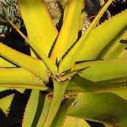 Aloe vanbalenii - Van Balen's Aloe - 5 Seed Pack - Indigenous South African Succulent - NEW
