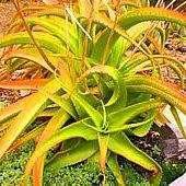 Aloe vanbalenii - Van Balen's Aloe - 5 Seed Pack - Indigenous South African Succulent - NEW