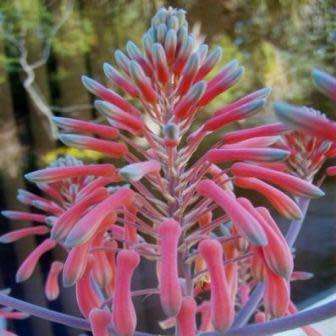 Aloe zebrina Seeds - Zebra Leaf Aloe - Indigenous Succulent - Worldwide Shipping, NEW