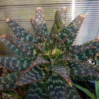 Aloe zebrina Seeds - Zebra Leaf Aloe - Indigenous Succulent - Worldwide Shipping, NEW