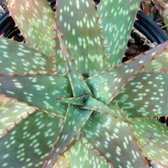 Aloe zebrina Seeds - Zebra Leaf Aloe - Indigenous Succulent - Worldwide Shipping, NEW