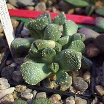 Aloinopsis luckhoffii - 10 Seed Pack Indigenous Succulent Mesemb - Worldwide Shipping, NEW