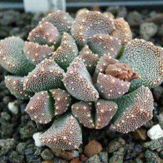 Aloinopsis luckhoffii - 10 Seed Pack Indigenous Succulent Mesemb - Worldwide Shipping, NEW