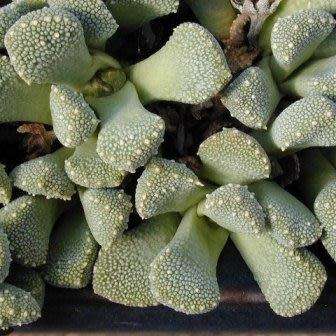 Aloinopsis luckhoffii - 10 Seed Pack Indigenous Succulent Mesemb - Worldwide Shipping, NEW