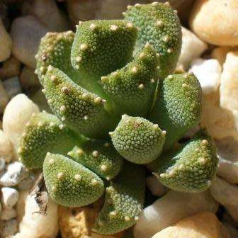 Aloinopsis luckhoffii - 10 Seed Pack Indigenous Succulent Mesemb - Worldwide Shipping, NEW