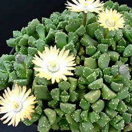 Aloinopsis luckhoffii - 10 Seed Pack Indigenous Succulent Mesemb - Worldwide Shipping, NEW