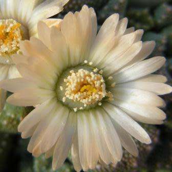 Aloinopsis luckhoffii - 10 Seed Pack Indigenous Succulent Mesemb - Worldwide Shipping, NEW