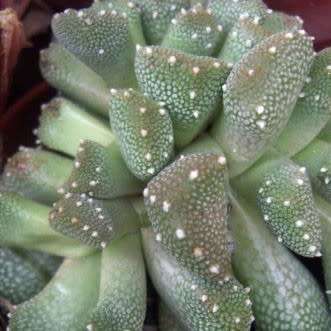 Aloinopsis luckhoffii - 10 Seed Pack Indigenous Succulent Mesemb - Worldwide Shipping, NEW