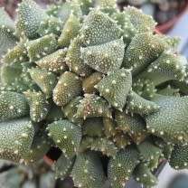 Aloinopsis luckhoffii - 10 Seed Pack Indigenous Succulent Mesemb - Worldwide Shipping, NEW