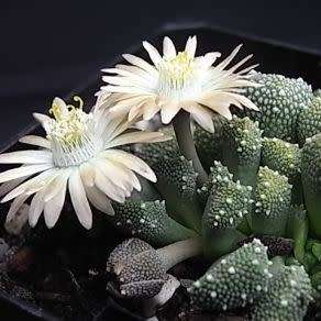 Aloinopsis luckhoffii - 10 Seed Pack Indigenous Succulent Mesemb - Worldwide Shipping, NEW