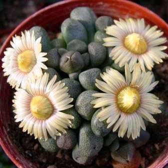 Aloinopsis peersii - 10 Seed Pack Indigenous Succulent Mesemb - Worldwide Shipping, NEW