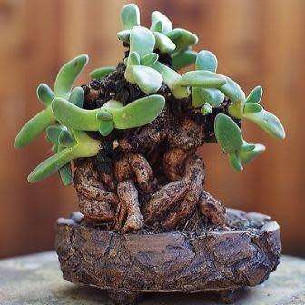 Aloinopsis peersii - 10 Seed Pack Indigenous Succulent Mesemb - Worldwide Shipping, NEW