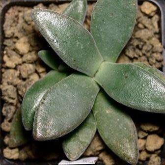 Aloinopsis peersii - 10 Seed Pack Indigenous Succulent Mesemb - Worldwide Shipping, NEW