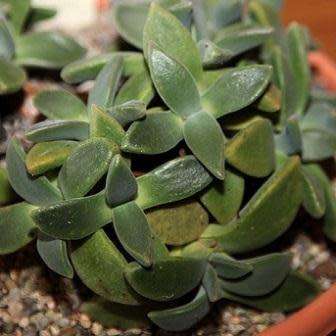 Aloinopsis peersii - 10 Seed Pack Indigenous Succulent Mesemb - Worldwide Shipping, NEW
