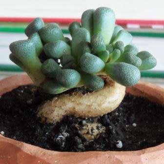 Aloinopsis schooneesii - 10 Seed Pack Indigenous Succulent Mesemb - Worldwide Shipping, NEW