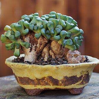 Aloinopsis schooneesii - 10 Seed Pack Indigenous Succulent Mesemb - Worldwide Shipping, NEW