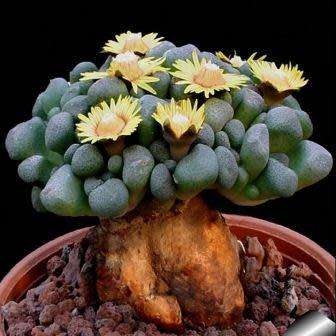 Aloinopsis schooneesii - 10 Seed Pack Indigenous Succulent Mesemb - Worldwide Shipping, NEW