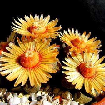 Aloinopsis schooneesii - 10 Seed Pack Indigenous Succulent Mesemb - Worldwide Shipping, NEW
