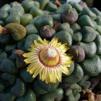 Aloinopsis schooneesii - 10 Seed Pack Indigenous Succulent Mesemb - Worldwide Shipping, NEW