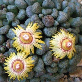 Aloinopsis schooneesii - 10 Seed Pack Indigenous Succulent Mesemb - Worldwide Shipping, NEW