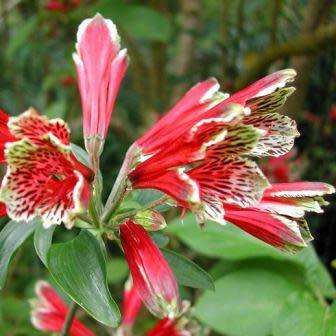 Alstroemeria psittacina Seeds + FREE Seeds - Combined Shipping - NEW - Perennial Bulbous