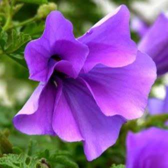 Alyogyne huegelii - Lilac Hibiscus Seeds - Exotic Perennial Flowering Shrub - New