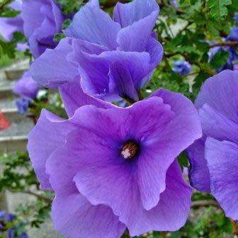 Alyogyne huegelii - Lilac Hibiscus Seeds - Exotic Perennial Flowering Shrub - New