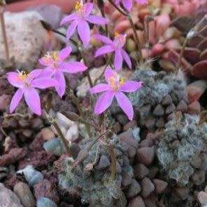 Anacampseros filamentosa Seeds - Indigenous Succulent - Worldwide Shipping