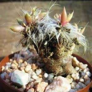 Anacampseros lanceolata - 5 Seed Pack Indigenous Succulent - Worldwide Shipping, NEW